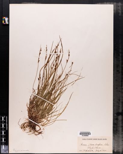 Plantae