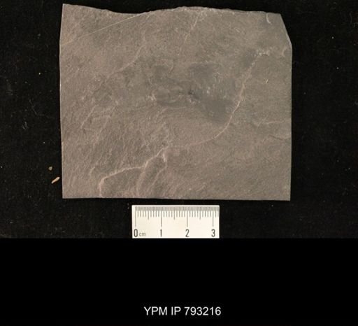 Mormolucoides articulatus