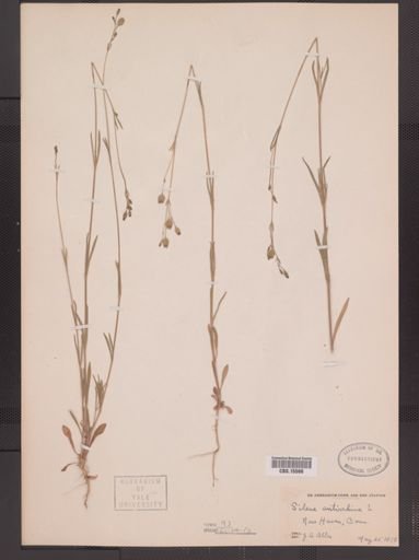 Silene antirrhina