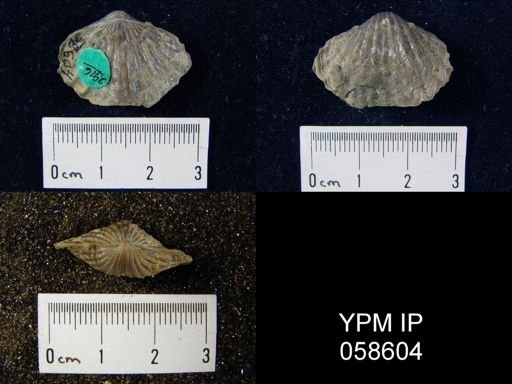 Trematospira costata
