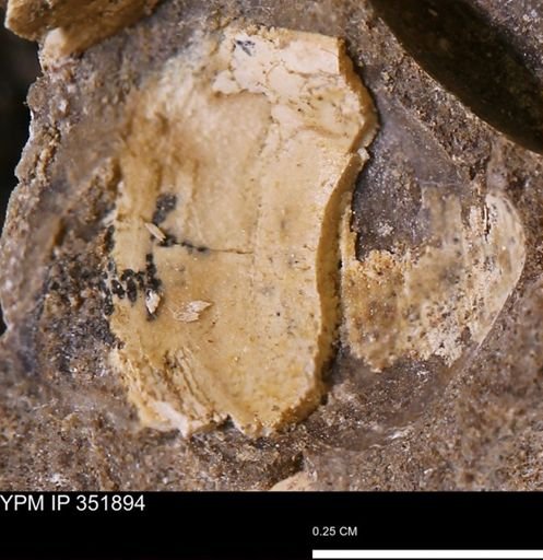 undet. Bivalvia