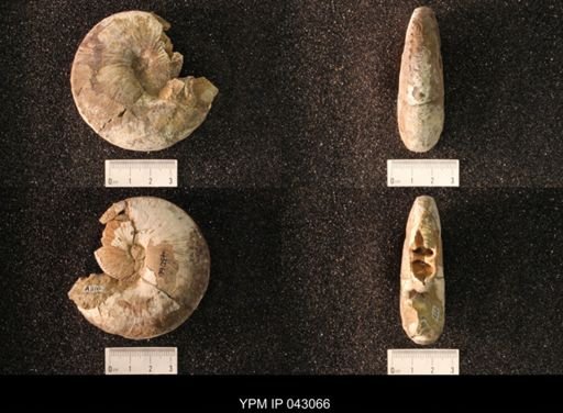 Hoploscaphites nicolletii