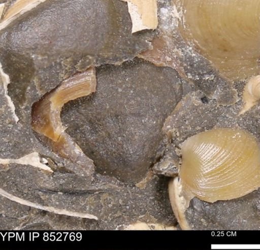 Limopsis striatopunctatus