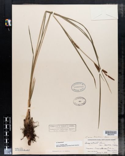 Carex haydenii