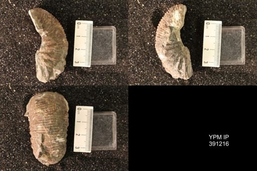 Scaphitidae