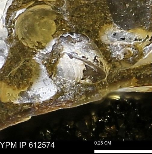 Protocardia sp.