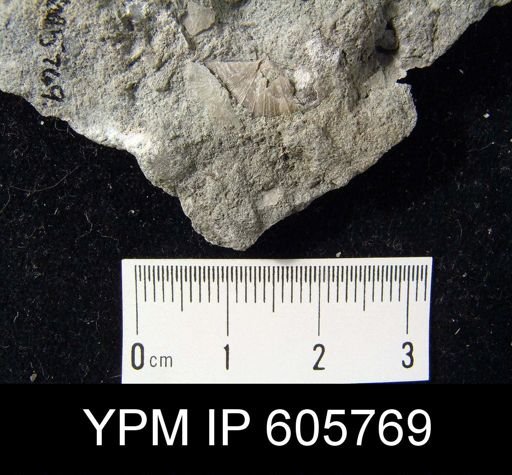 Sowerbyites sp.