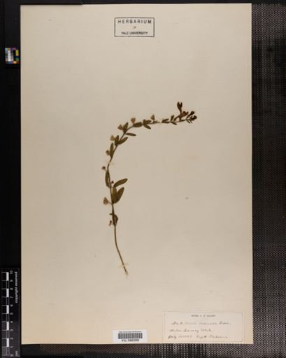 Plantae