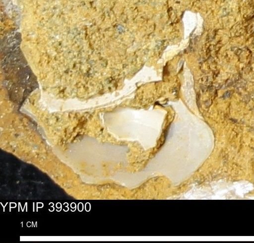 undet. Mollusca