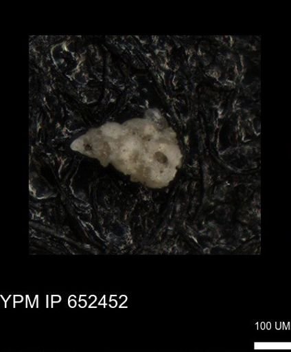 undet. Heterohelicidae