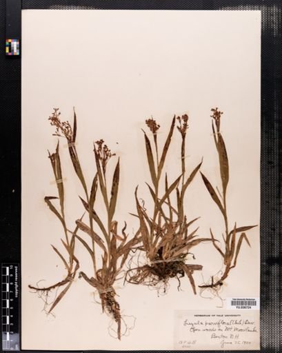 Luzula parviflora