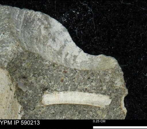 undet. Bivalvia