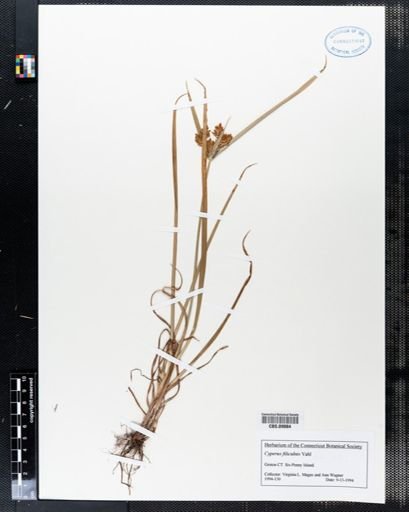 Cyperus filiculmis