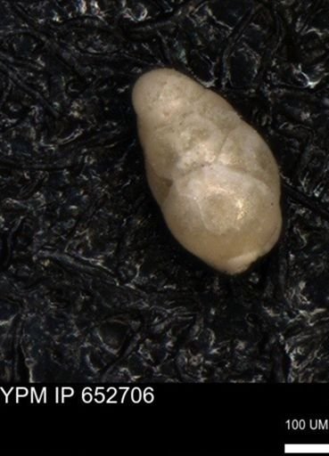 undet. Foraminiferida