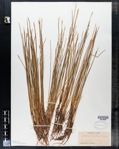 Eleocharis robbinsii