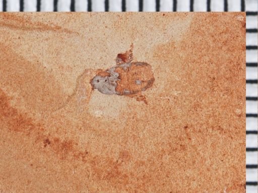 undet. Coleoptera