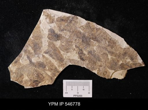 undet. Arthropoda