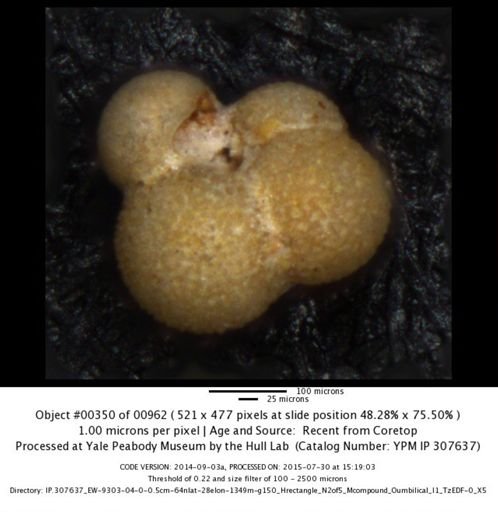 undet. Foraminiferida