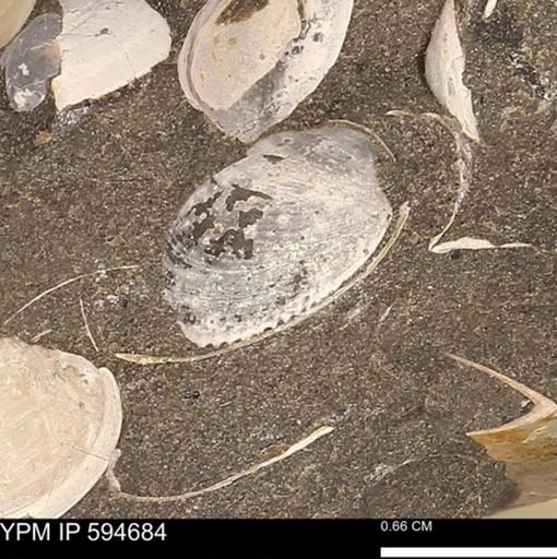 Protocardia sp.