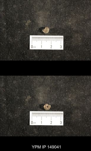 Glabrocingulum grayvillense