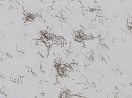 Niphates erecta