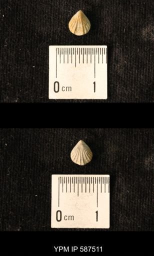 Camarotoechia whitei