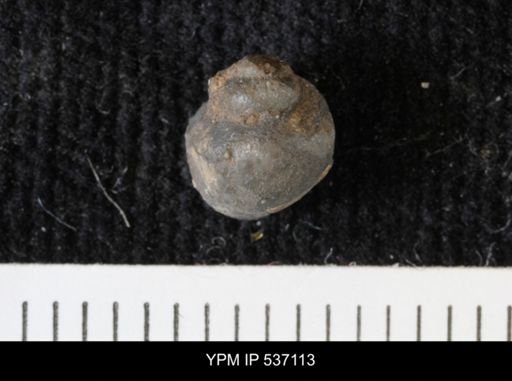 Viviparus montanaensis