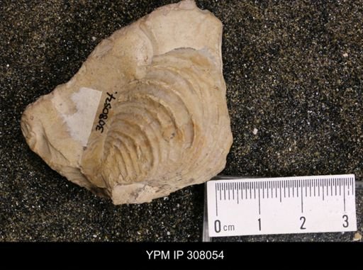 Inoceramus brogniarti