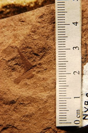 Rosa hilliae