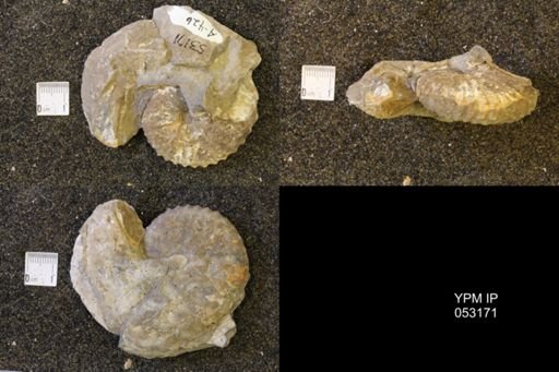 Discoscaphites conradi