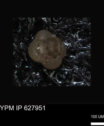 undet. Foraminiferida