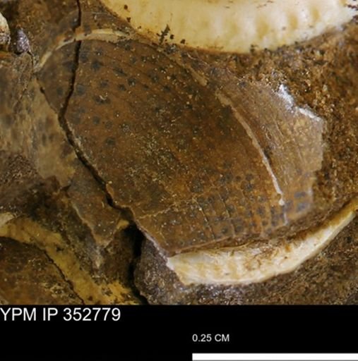 undet. Bivalvia