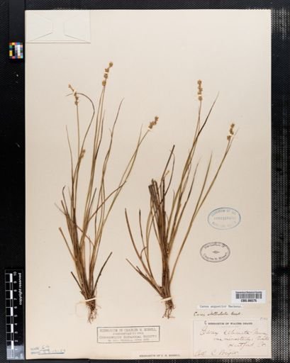 Carex angustior