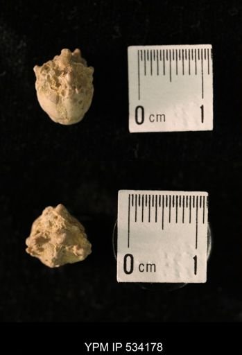 Talarocrinus sp.
