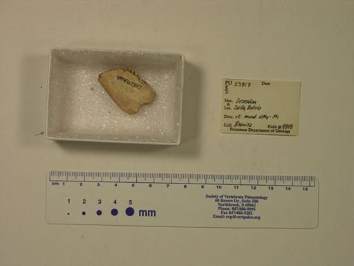 Mammalia