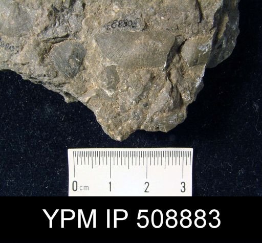 Plectambonites sericeus