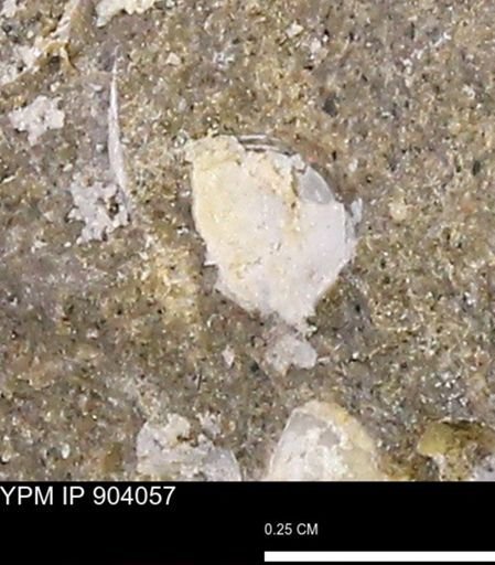 undet. Bivalvia