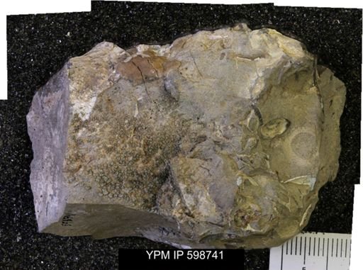 Baculites sp.