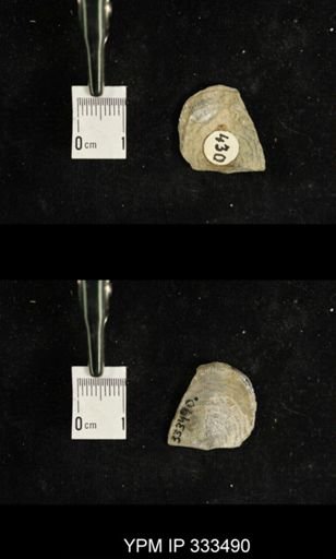 Leptaena rhomboidalis