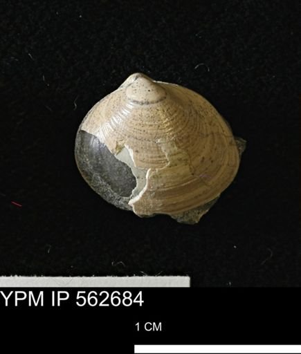 Limopsis striatopunctatus