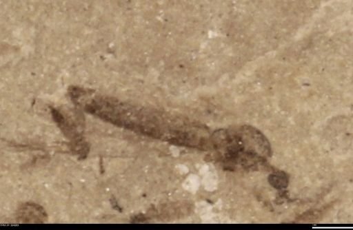 undet. Diptera