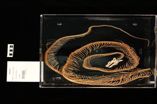 Morelia viridis