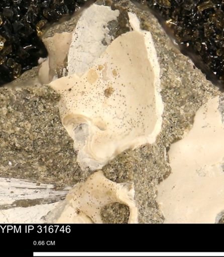 undet. Mollusca