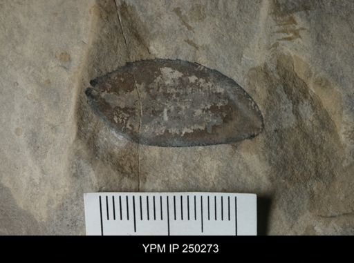 undet. Eurypterida