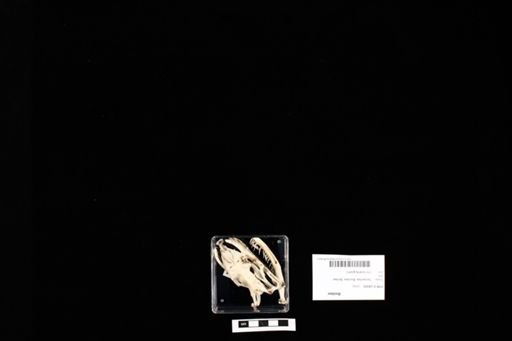 Boidae