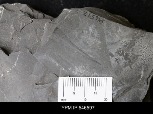 undet. Eurypterida