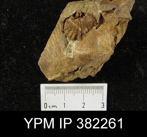 Leptocoelia flabellites