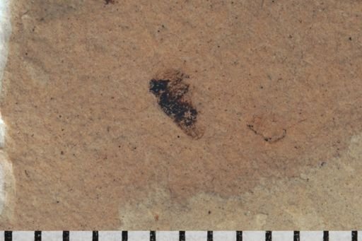 undet. Auchenorrhyncha