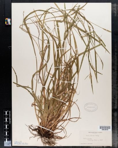 Carex blanda