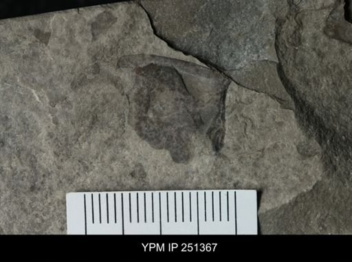 undet. Eurypterida